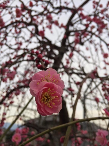 梅の花