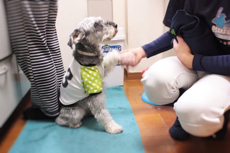 大阪市平野区　ペットホテル