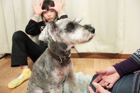 大阪市平野区　ペットホテル