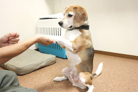 寂しがり屋のワンちゃん必見のペットホテルです