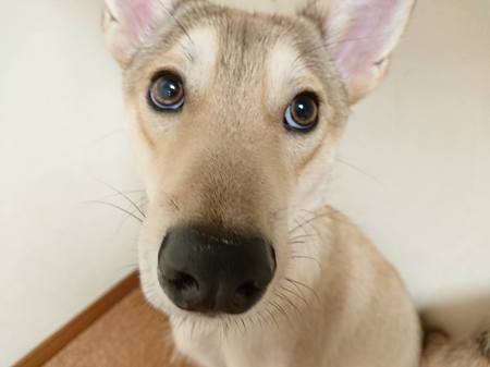 保護犬ちゃんのお預かり