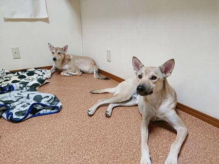 大阪市平野区　フリースペース型ペットホテル