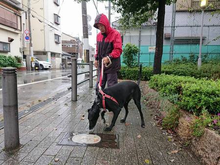 大阪府でピリートが多いペットホテルです