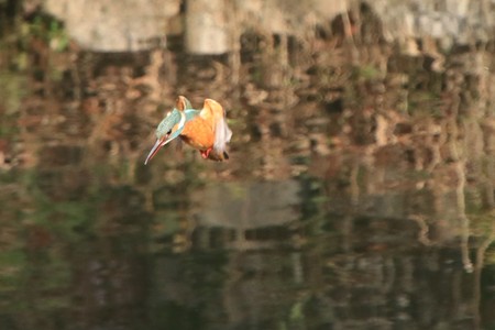 カワセミ