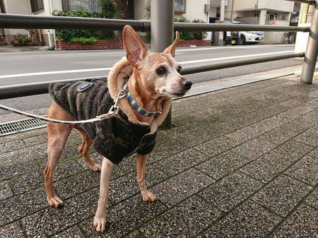 大阪市平野区　フリースペース型ペットホテル