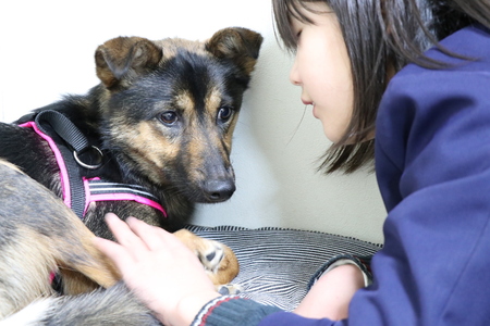 保護犬ちゃんのオシッコトレーニング