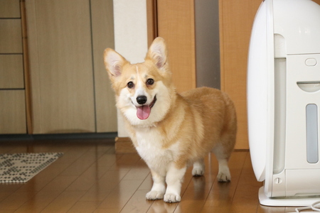 大阪市平野区noペットホテル