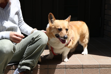 ダイエット用ドッグフードも沢山取り扱っています