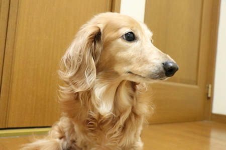 シニア犬もお預かりします