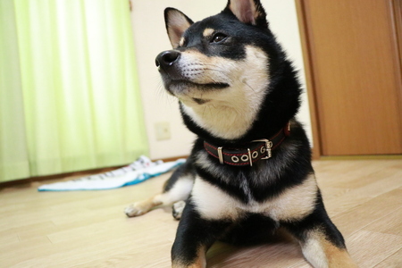 大阪市平野区の柴犬