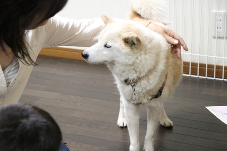 ペットホテルの見学もやっています