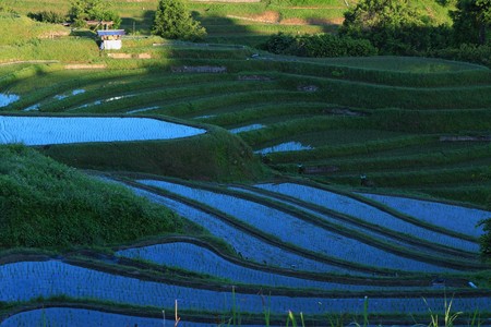 千早赤阪村の棚田