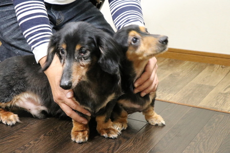 シニア犬もお預かりするペットホテルです