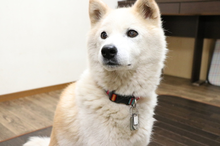 中型犬もリビングでお預かりします