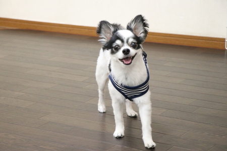 大阪府堺市からペットホテルの見学に来てくれました