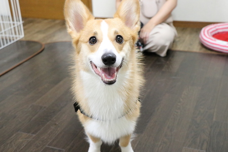 ペットホテルの見学にお越しください