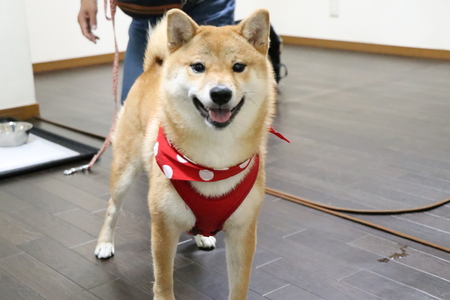 大阪府豊中市からペットホテルの見学に来て頂きました。