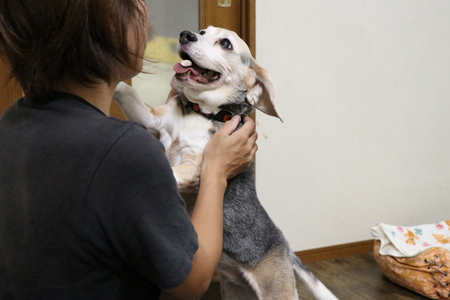 東大阪市でも人気のペットホテルです