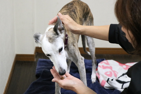 奈良県生駒郡でも人気のペットホテルです