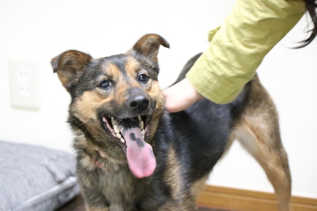 保護犬もお預かりするペットホテルです