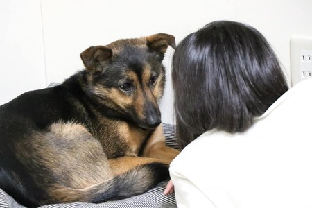 保護犬もお預かりするペットホテルです