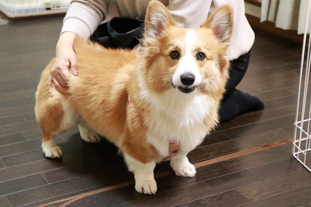 東大阪市からペットホテルの見学に来ていただきました