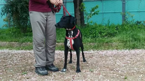 大型犬もフリースペース型ペットホテルですのサムネイル