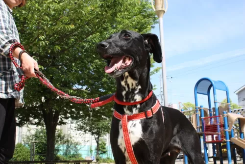 大型犬は玄関でのお預かりですが、広いフリースペースです。のサムネイル