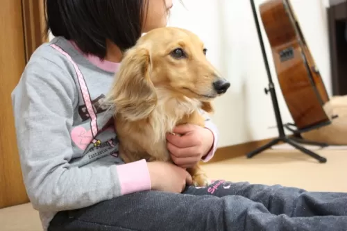 ペットホテル　藤井寺市からお越しです。送迎無料のサムネイル