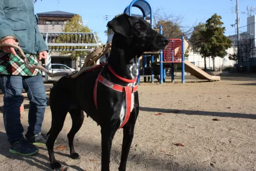 大型犬は1ワン限定のお預かりになりますのサムネイル