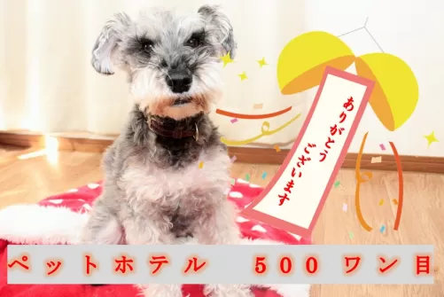 本日、ペットホテルが500ワン目になりました！のサムネイル