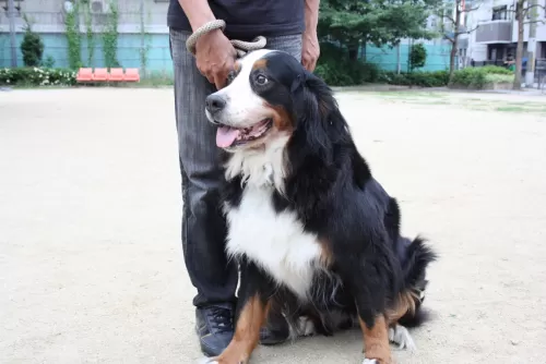 大型犬もノーサークルでお預かりするペットホテルですのサムネイル