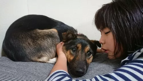 怖がりな保護犬も安心してお預けくださいのサムネイル