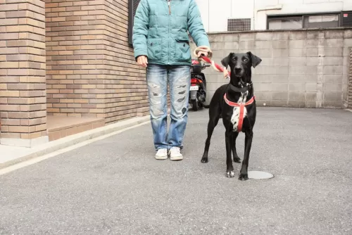 会員制のようなペットホテルなので看板は付けていません！のサムネイル