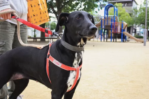 大型犬も送迎無料のペットホテルですのサムネイル