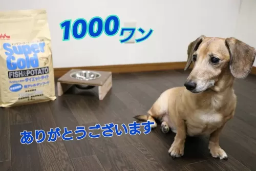 お預かり1000ワンになりましたのサムネイル