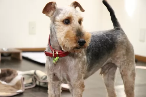 初めてお預かりする犬種ウェルシュテリアのサムネイル