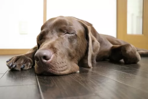 大型犬のお預かりは基本1階ですが2階の時もありますのサムネイル