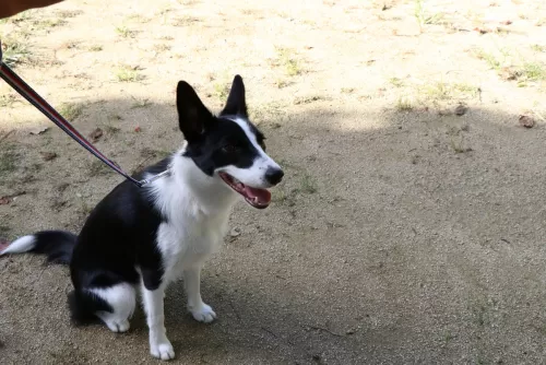 犬種に問わず一泊5,000円ですのサムネイル