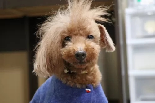 凄いヘアスタイルやねのサムネイル