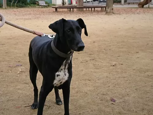 大型犬の送迎ができない時もありますのサムネイル