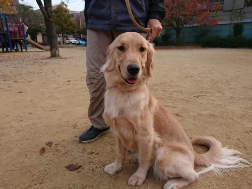 大型犬は、お預かりできない日がありますのサムネイル