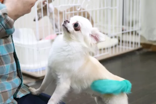 保育園のようなペットホテルですのサムネイル