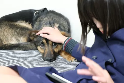 家以外お外が怖い保護犬ちゃんも安心してお預けくださいのサムネイル