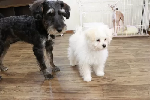 多頭飼い応援！二匹目は半額です。のサムネイル