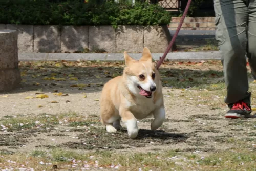 お外で遊ぶペットホテルですのサムネイル