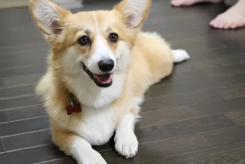 初めてのお泊りヒメちゃんより飼い主さんがドキドキのサムネイル