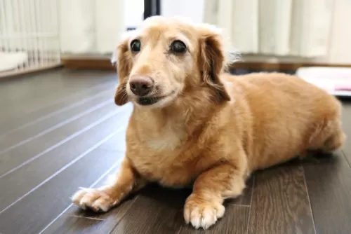 最近シニア犬のお預かりが増えましたのサムネイル