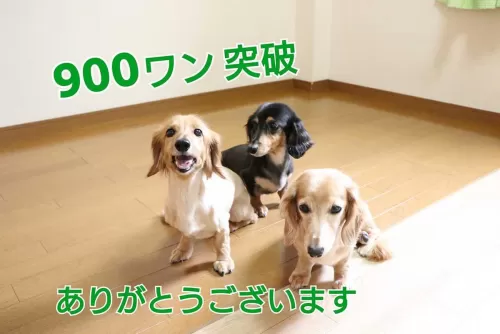 お預かり900匹を超えましたのサムネイル