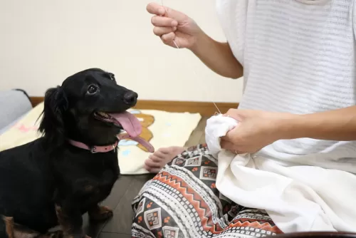 いつも一緒ににいるから寂しくないペットホテルですのサムネイル